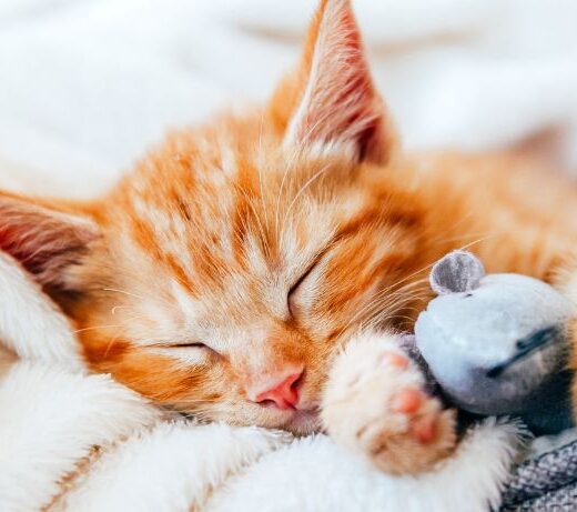orange cat sleeping